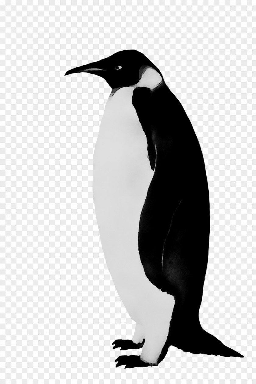 King Penguin Fauna Beak PNG