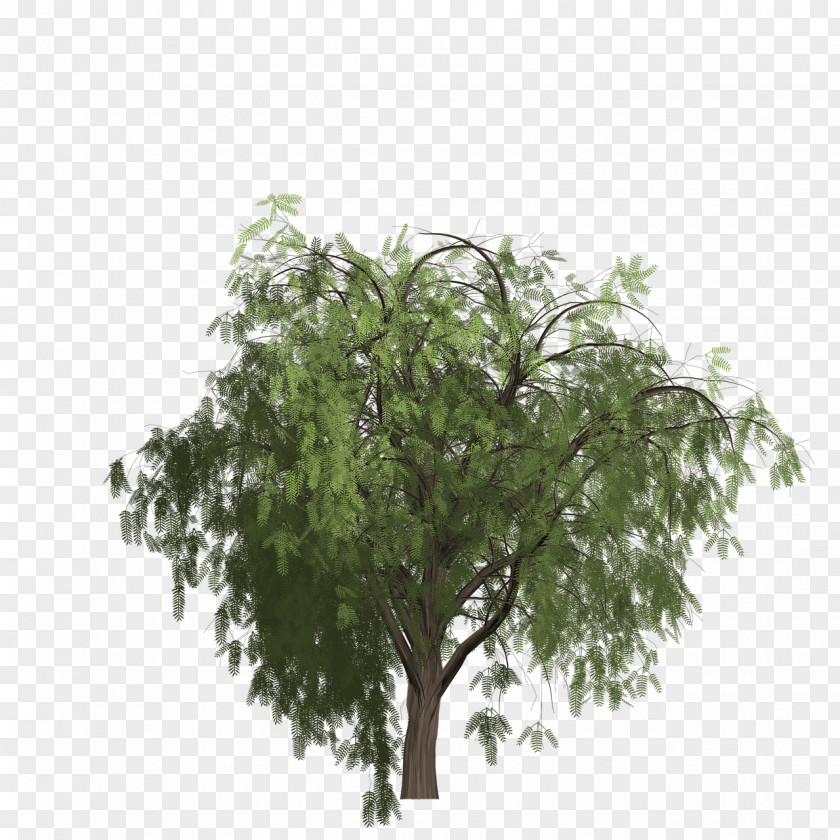 Tree Stock.xchng Image Stock Photography PNG