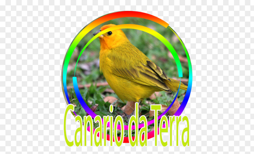 Bird Atlantic Canary Saffron Finch Tanager PNG