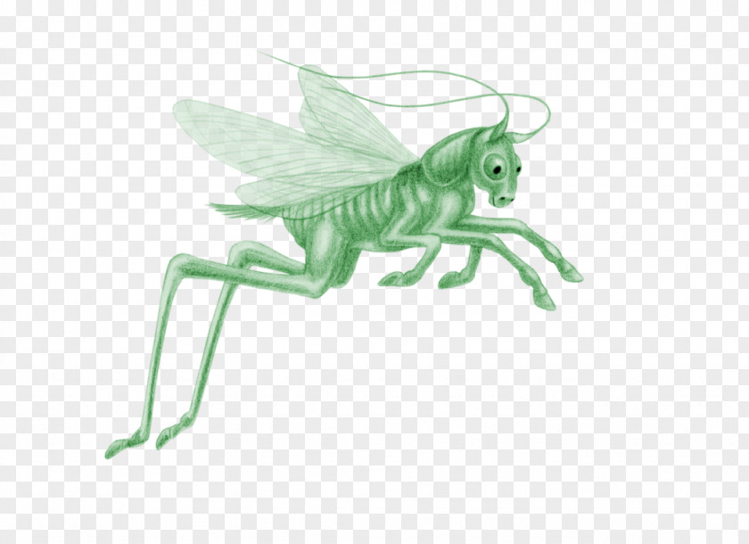 Cricket Insect Pollinator PNG