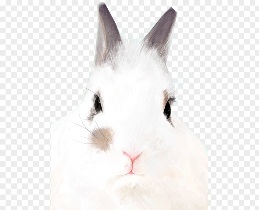 Meticulous Rabbit Domestic Hare Whiskers Fur PNG
