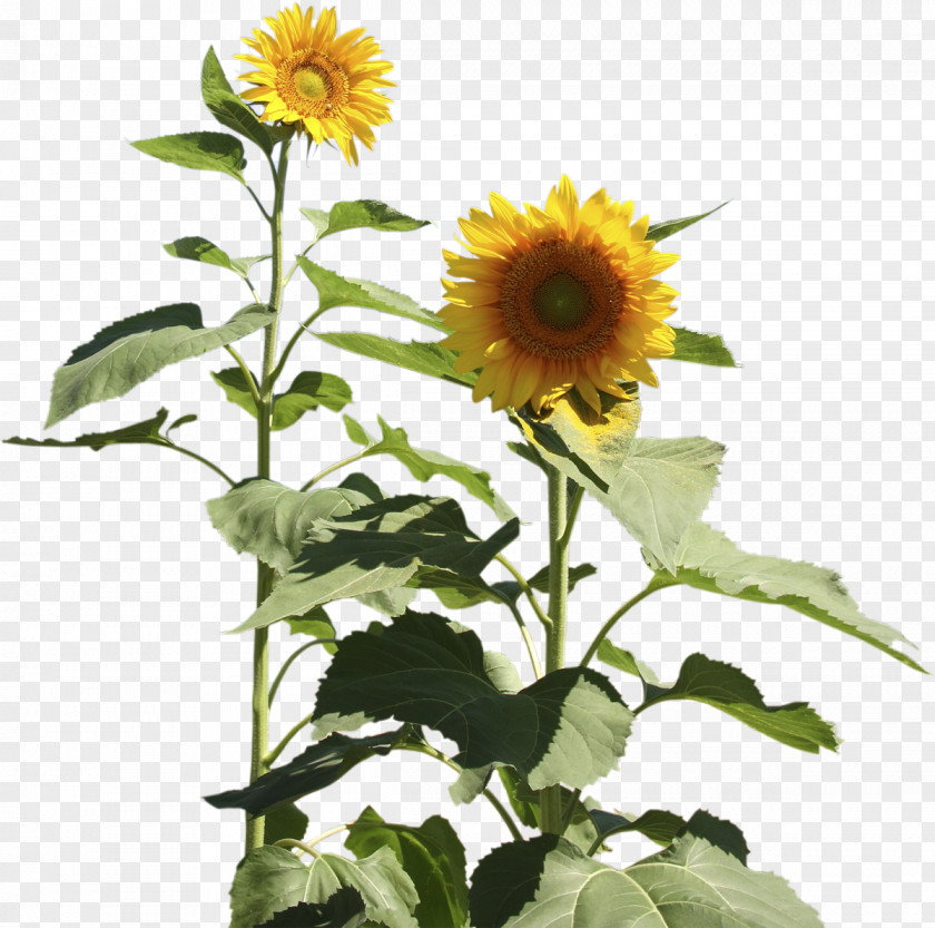 Sunflower Four Cut Sunflowers Two Common Daisy Family PNG
