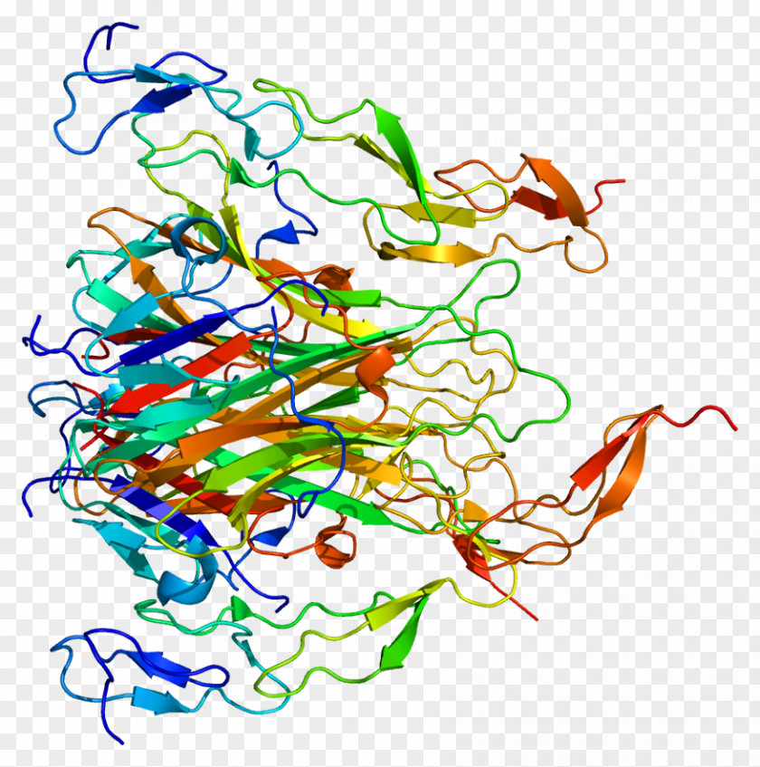 TRAIL Death Receptor 5 Small Molecule Protein Tumor Necrosis Factor Superfamily PNG