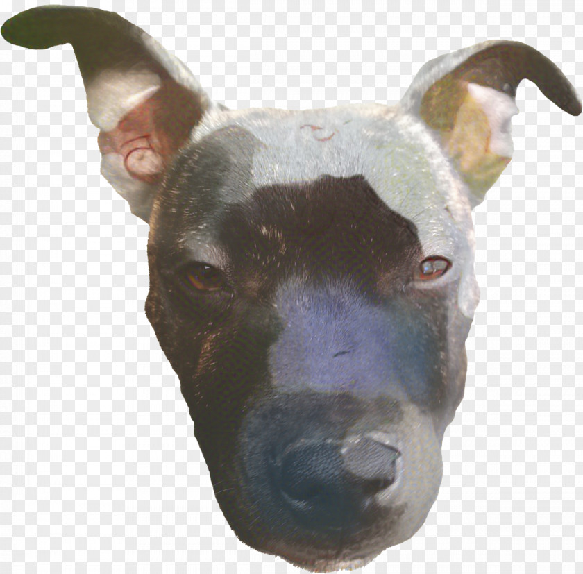 Ear Bull And Terrier Cartoon Dog PNG