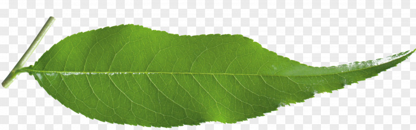 Leaf Plant Stem Tree PNG