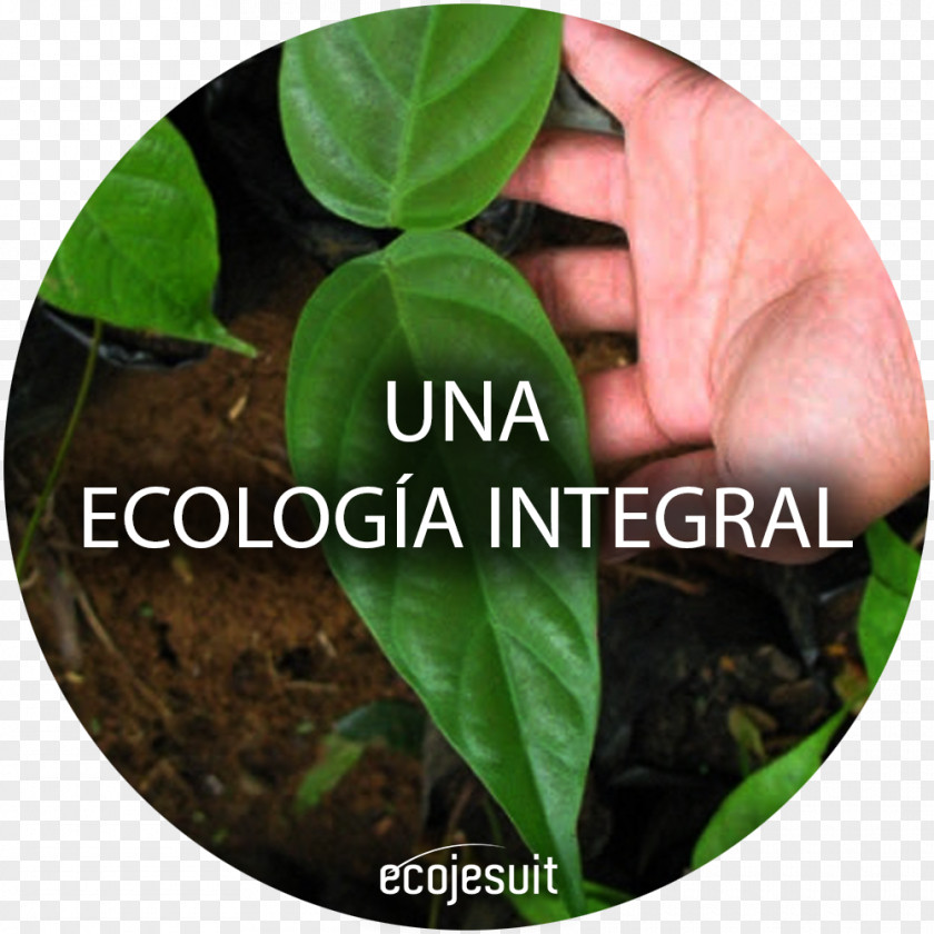 Natural Environment Laudato Si' Ecology Encyclical Ecojesuit PNG