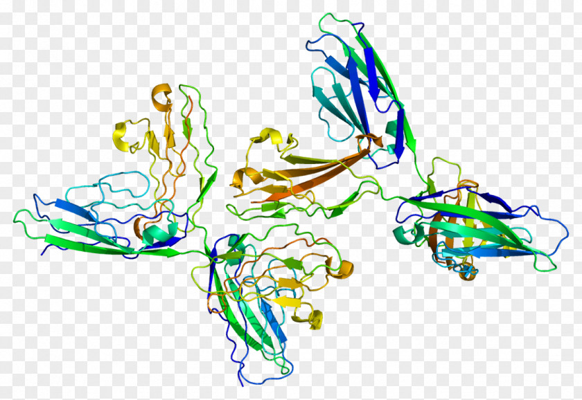 Neural Cell Adhesion Molecule Neuron PNG