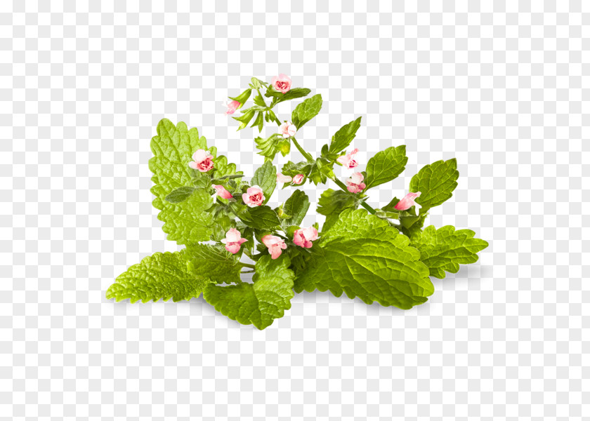 Pesto Herb Lemon Balm Mentha Spicata Peppermint Medicinal Plants PNG