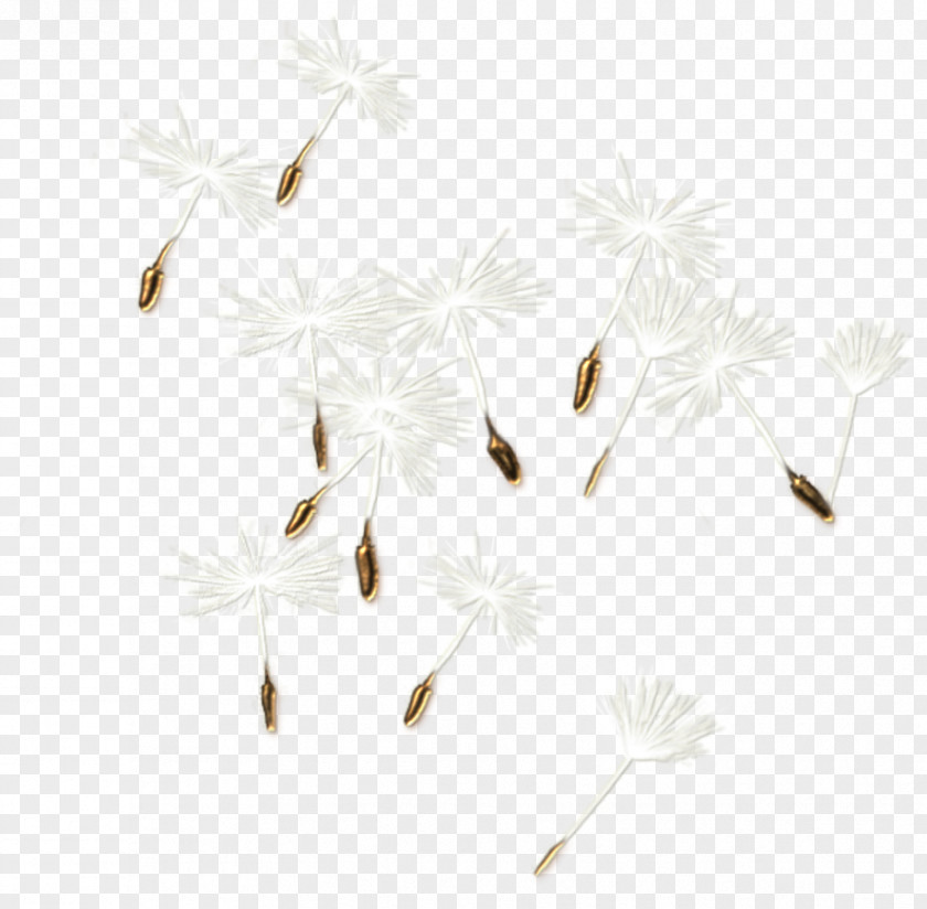 Seeds Insect White Branch Twig Flower PNG