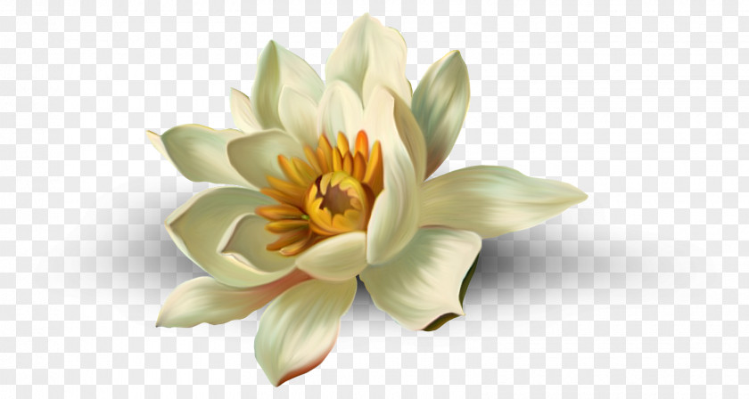 Elements Nelumbo Nucifera Flower Clip Art PNG