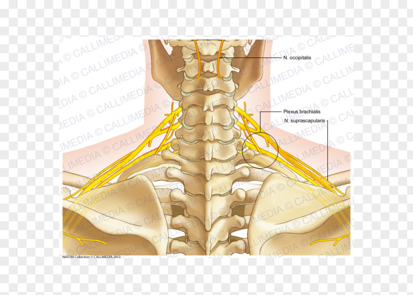 Finger Nerve Bone Neck Muscle PNG