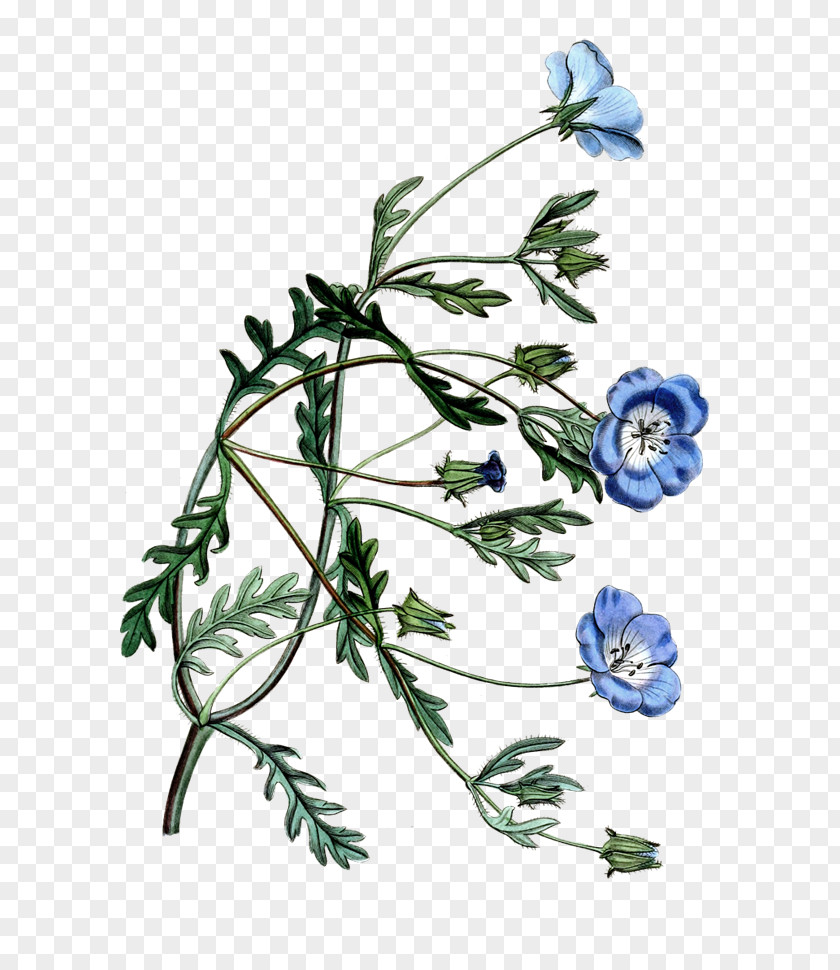 Flower Drawings Leaf Floral Design Chicory Plant Stem PNG