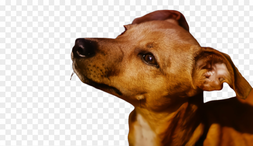 German Pinscher Ear Dog Breed Head Snout Nose PNG