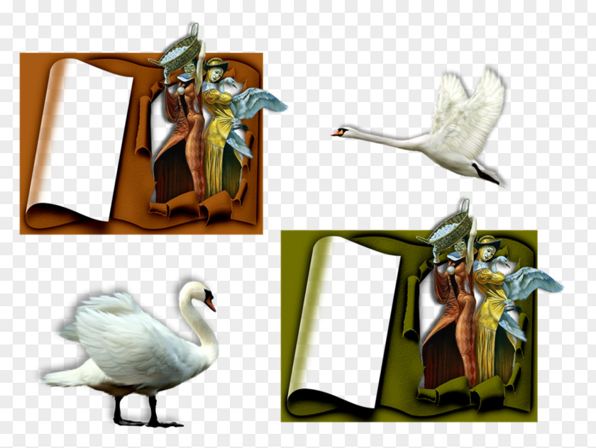 Goose Beak Cygnini Duck Bird PNG