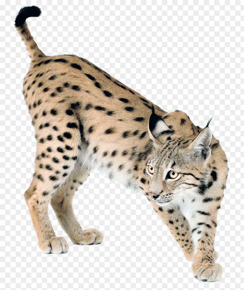 Lynxhd Cheetah Whiskers Wildcat Eurasian Lynx Felidae PNG