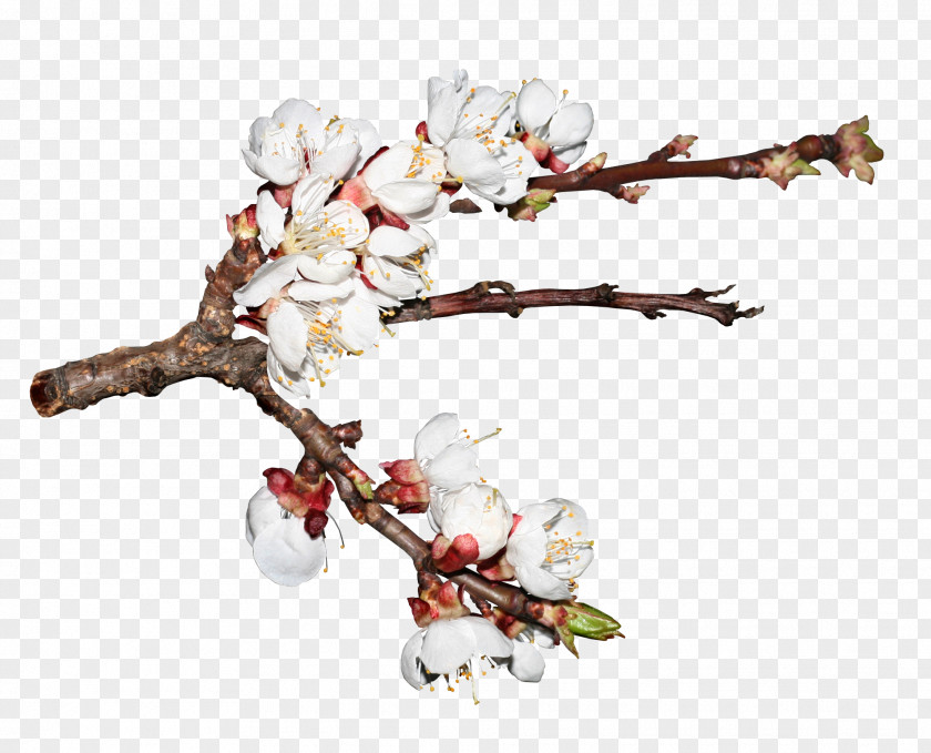 Realistic Hand-painted Cherry Blossom Branches Cerasus Branch PNG