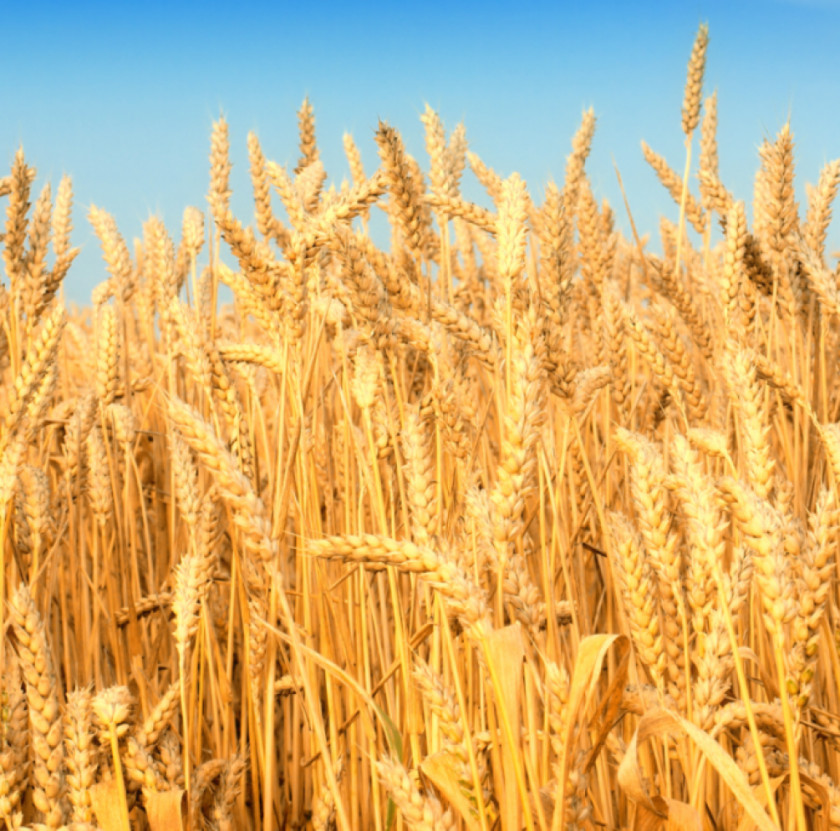 Wheat Agriculture Desktop Wallpaper Cereal Harvest PNG