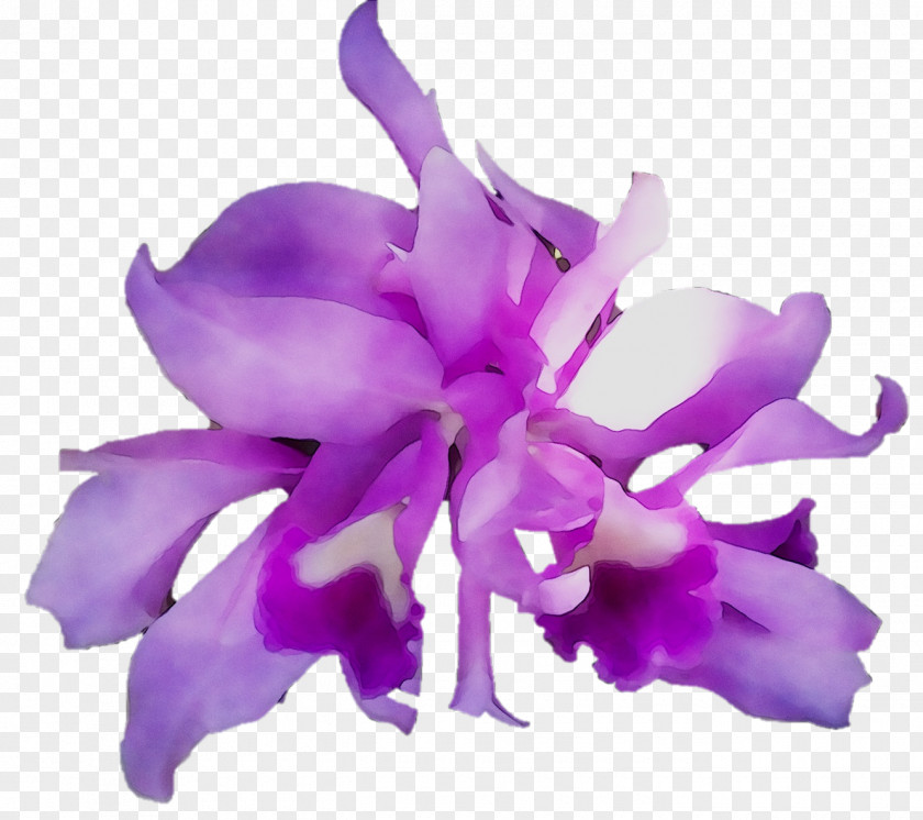 Cattleya Orchids Moth Herbaceous Plant Plants PNG
