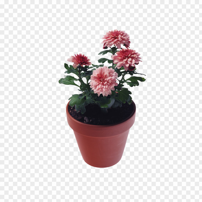 Chrysanthemum Clip Art PNG