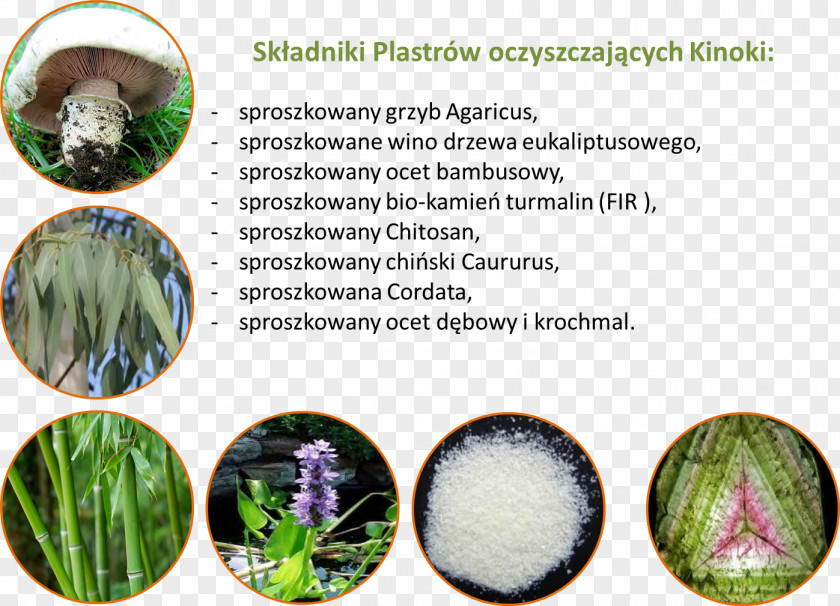 Eukaliptus Adhesive Bandage Detoxification Foot Herbalism Alloy PNG