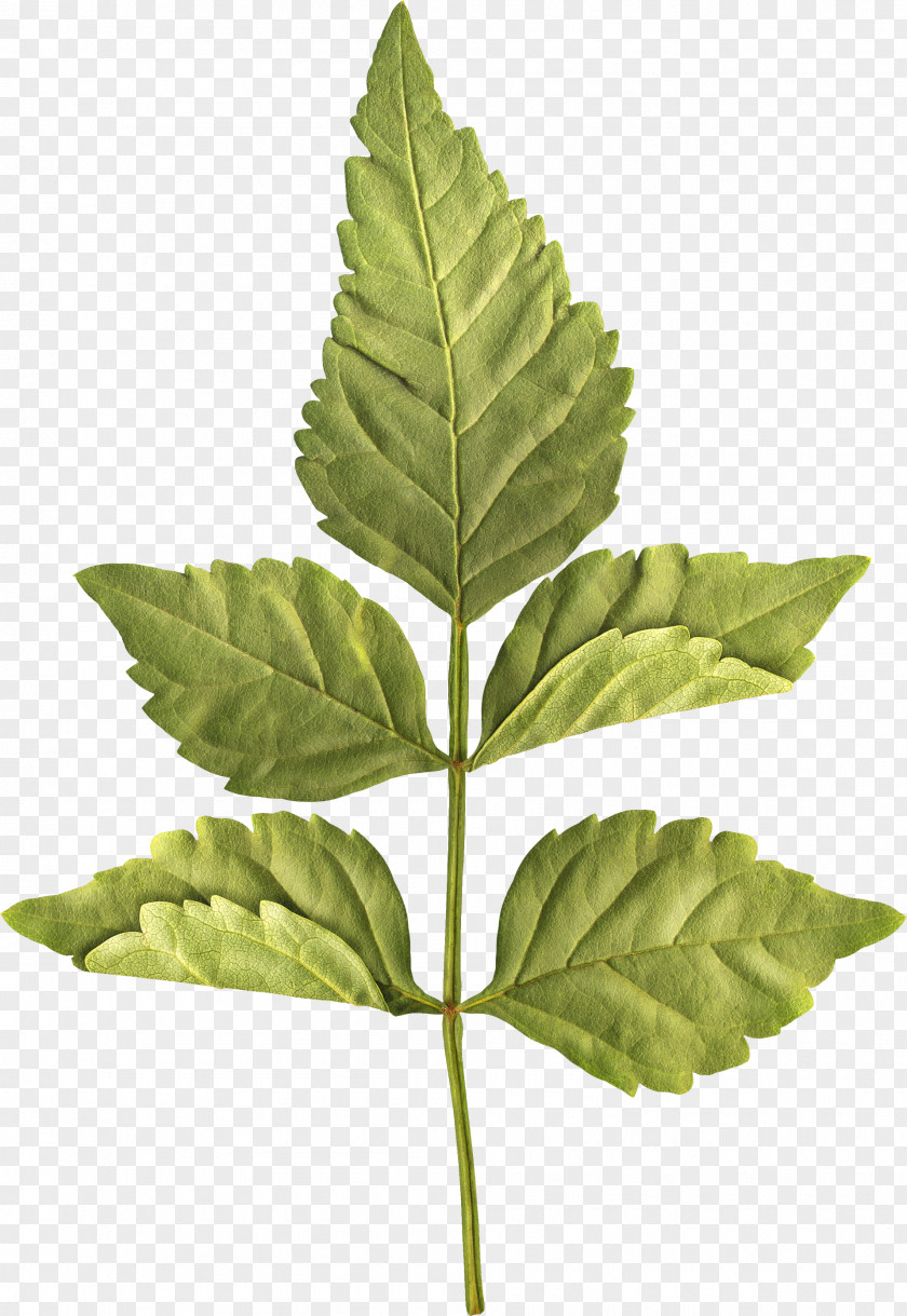 Green Leaves Leaf Centerblog Plant Stem PNG