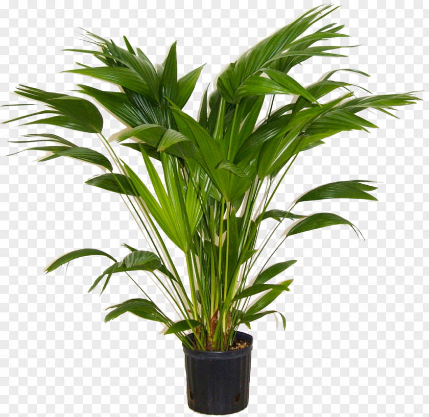 Plants Areca Palm Houseplant Indoor Livistona Chinensis PNG