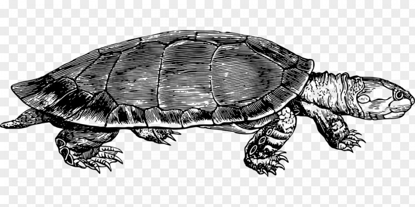 Sea Turtle Drawing Lineart Box Turtles Reptile Common Snapping Clip Art PNG