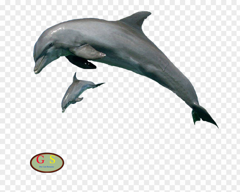 White Stripes Drummer Spinner Dolphin Porpoise Clip Art Tucuxi PNG