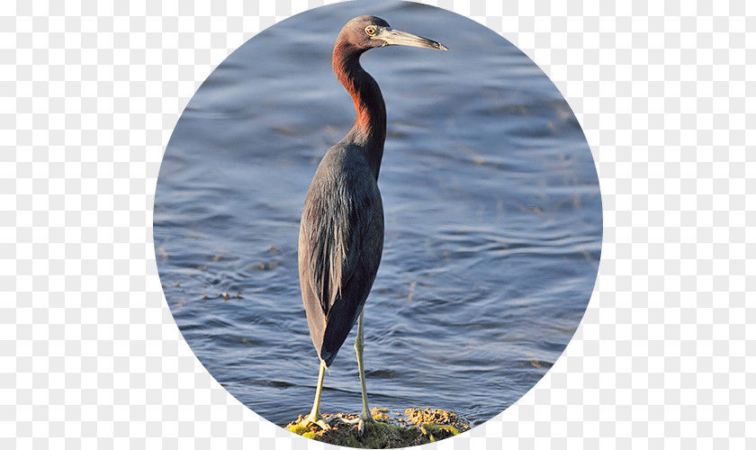 Phalacrocorax Reddish Egret Topolobampo Ecosystem Fauna PNG