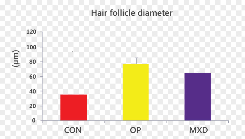 Hair Follicle Logo Document Line PNG
