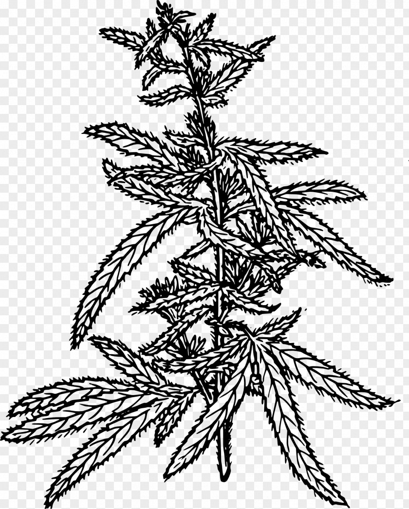 Hemp Cannabis Sativa Cannabidiol Clip Art PNG