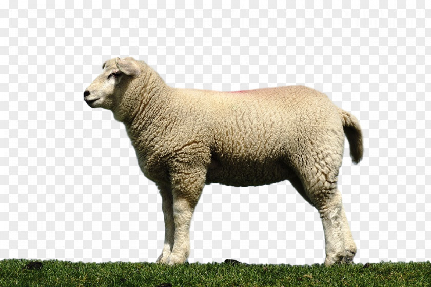 Sheep Pasture Grazing Terrestrial Animal Snout PNG