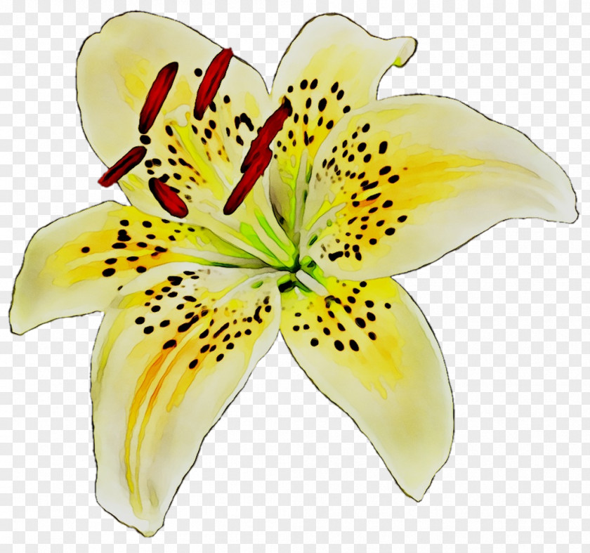 Yellow Cut Flowers Lily M PNG