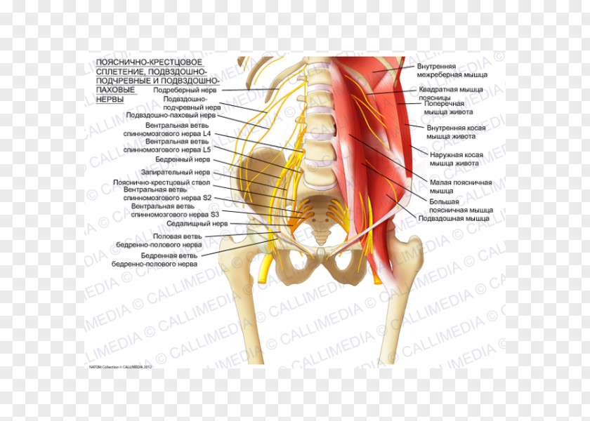 360 Degrees Sacral Plexus Ilioinguinal Nerve Lumbar Iliohypogastric PNG