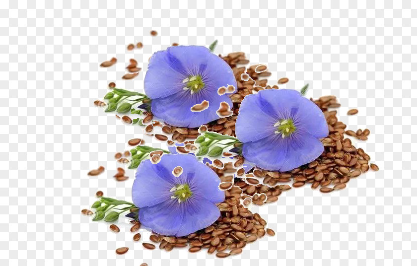 Blood Circulation Flax Seed Stock Photography Flower Food PNG