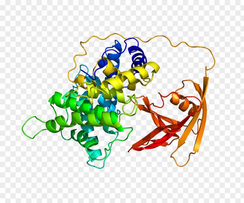 Haptocorrin Intrinsic Factor Transcobalamin Protein Vitamin B-12 PNG