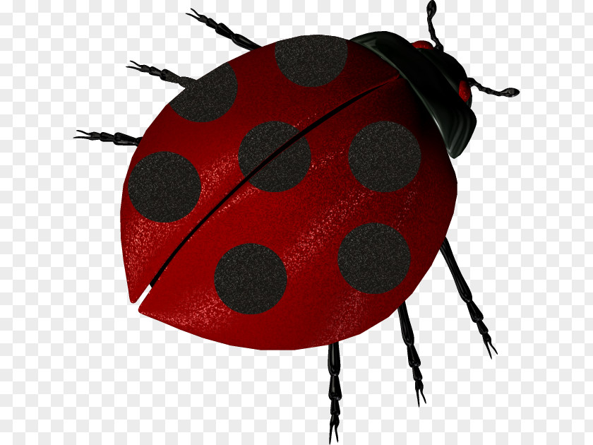 Ladybug Ladybird Insect Clip Art PNG