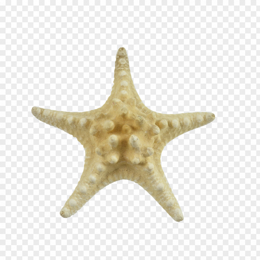 Starfish Marine Invertebrates Echinoderm Sea PNG