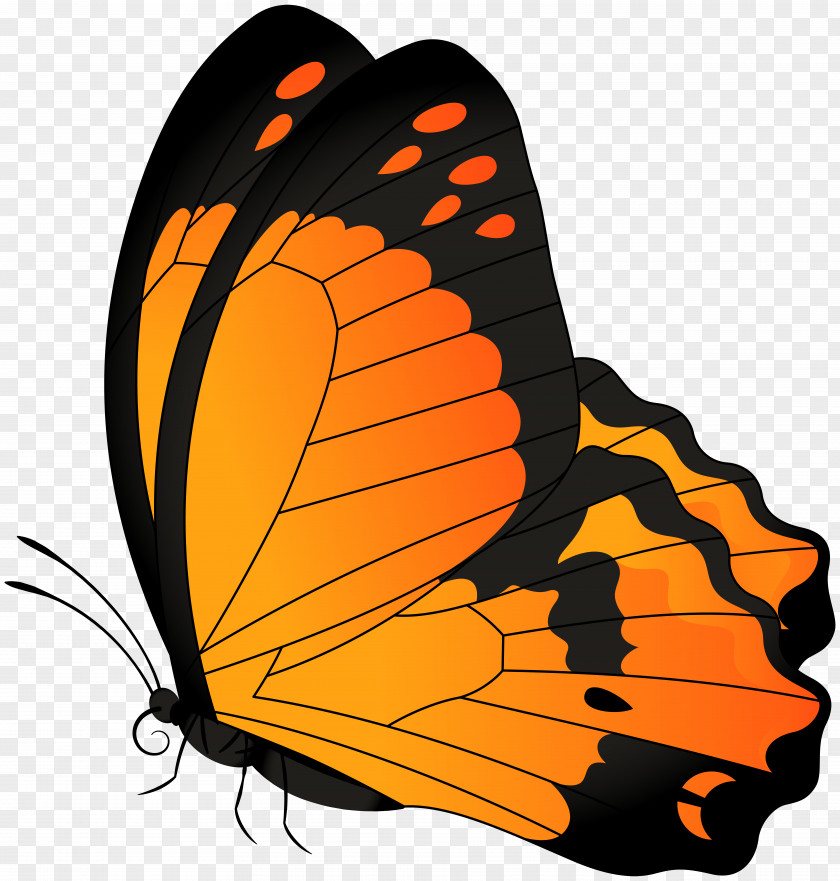 Butterfly Orange Transparent Clip Art Image PNG