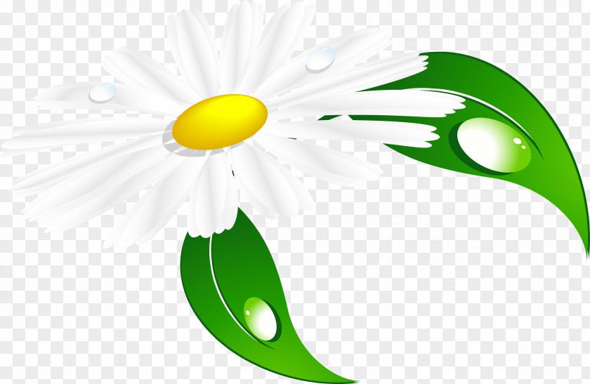 Chamomile 20.03.2017. Clip Art PNG