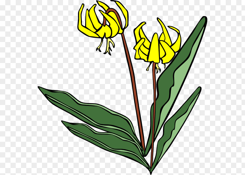 Yellow Flowers Wildflower Lilium Clip Art PNG