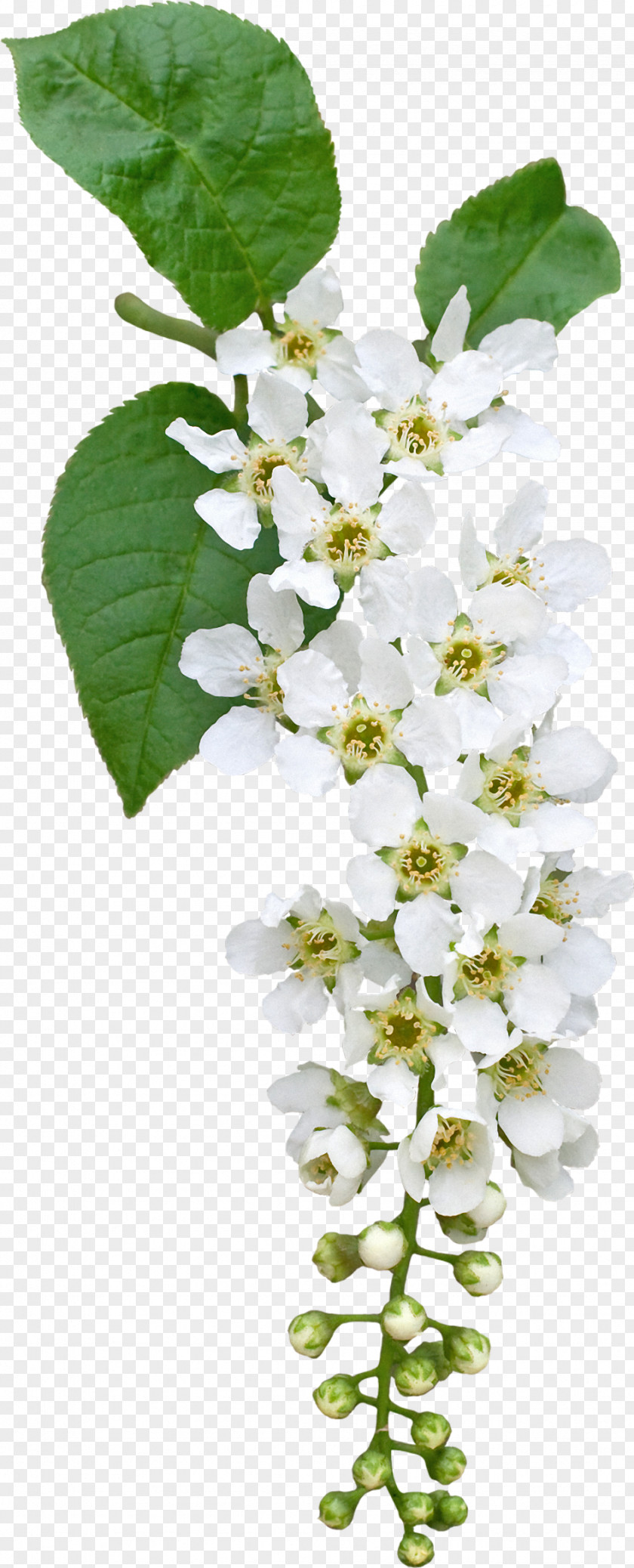 Funeral Prunus Padus Flower Clip Art PNG