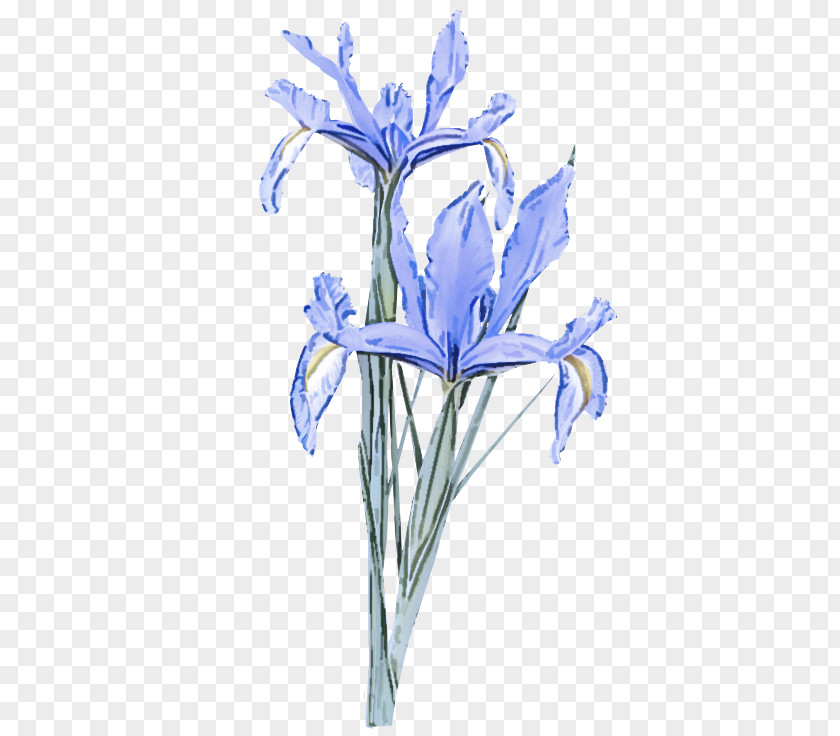 Iris Family Cut Flowers Flower Flowering Plant Reticulata PNG