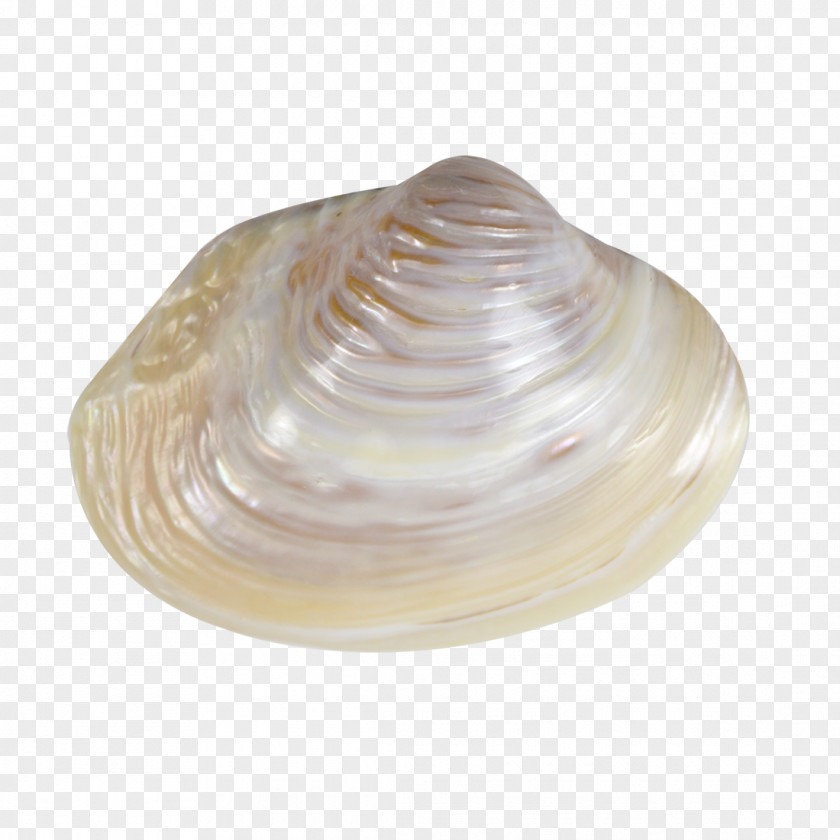 Seashell Clam Mussel Conchology Sea Snail PNG