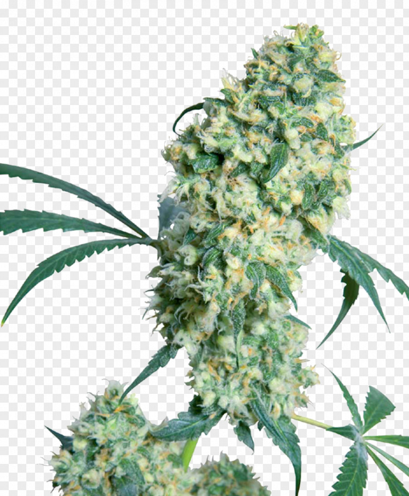 Skunk Cannabis Sativa Bud Seed Marijuana PNG