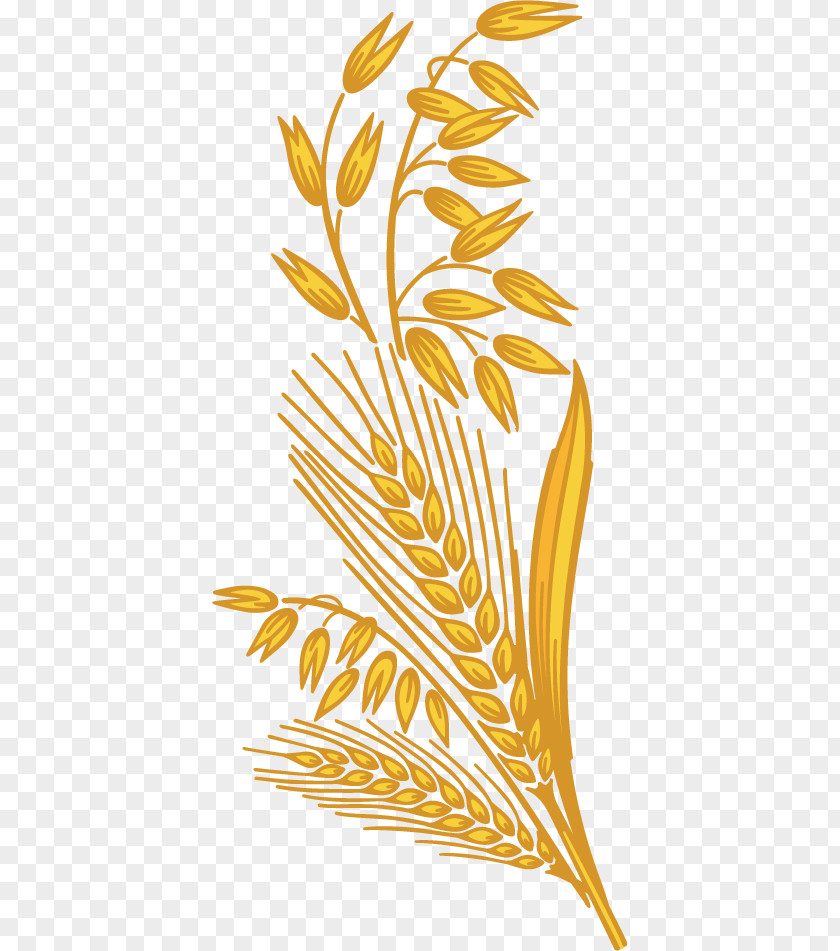 Wheat Grain Whole Cereal Harvest PNG