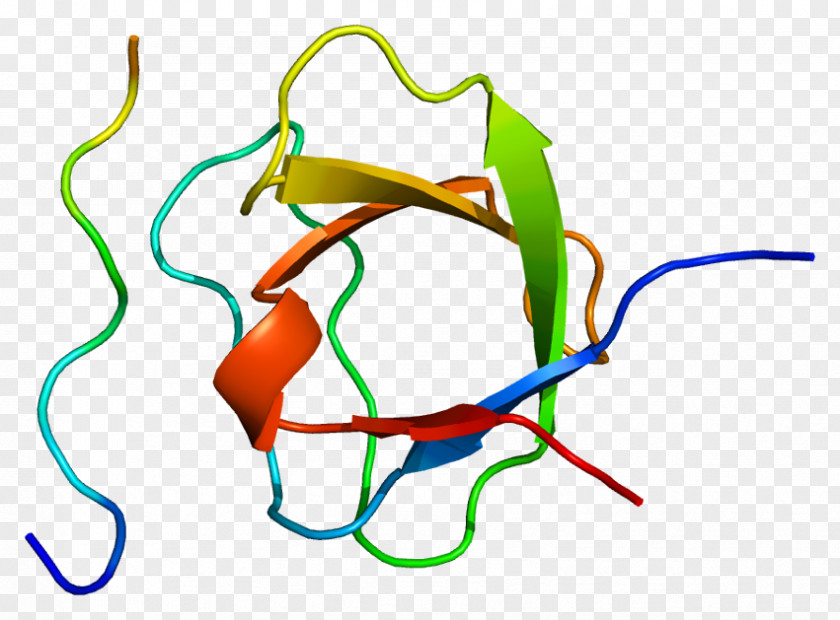 Adapter Molecule Crk Signal Transducing Adaptor Protein SH3 Domain Structure PNG