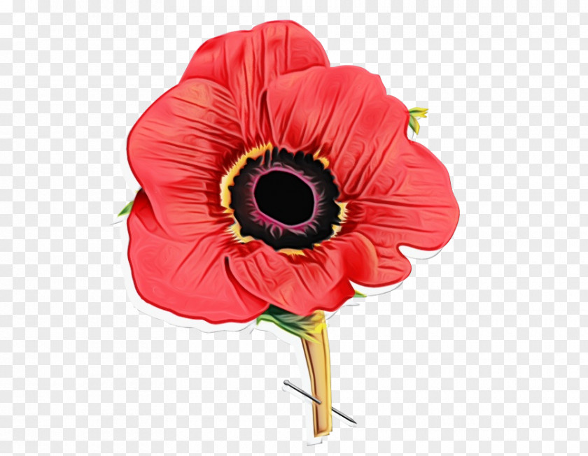 Anemone Poppy Family Flower Flowering Plant Red Petal Pink PNG