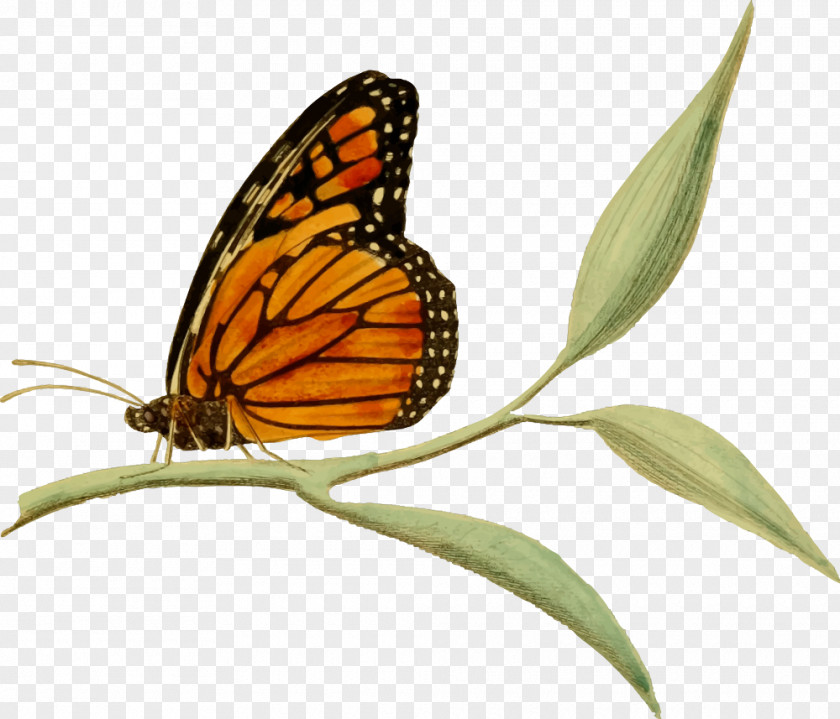 Butterflay Monarch Butterfly Clip Art PNG