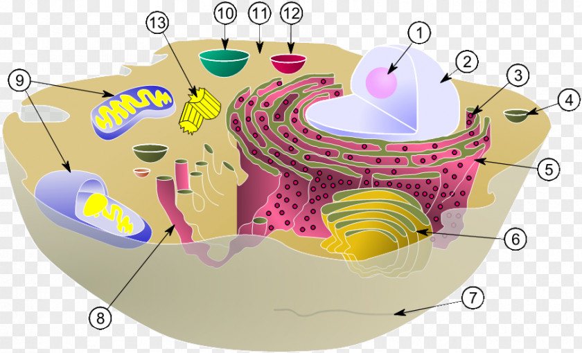 Cell Nucleus Biology Organelle Eukaryote PNG